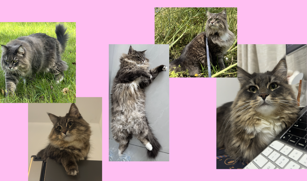 猫咪参考照片示例